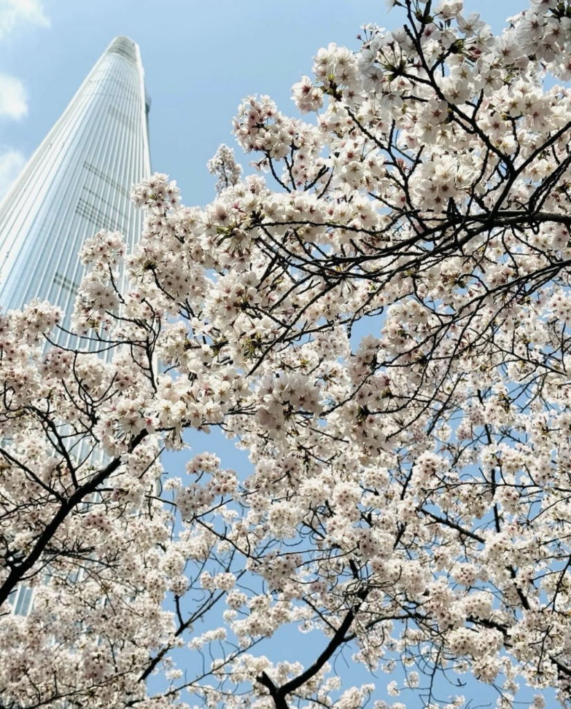 石村湖櫻花季